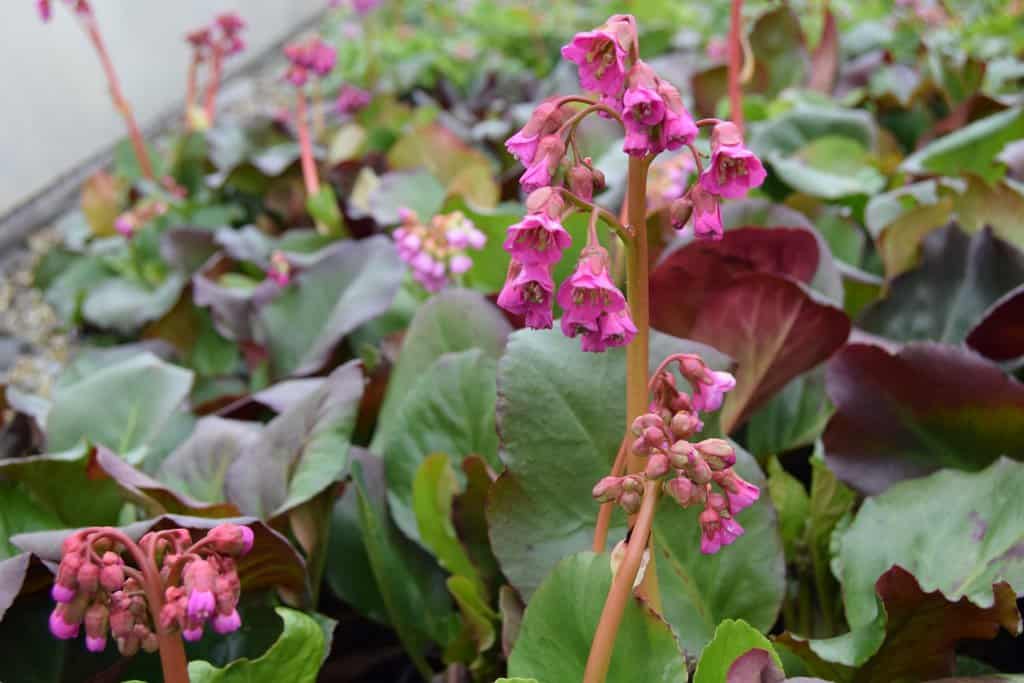 Bergenia cordifolia 'Winterglut' ---